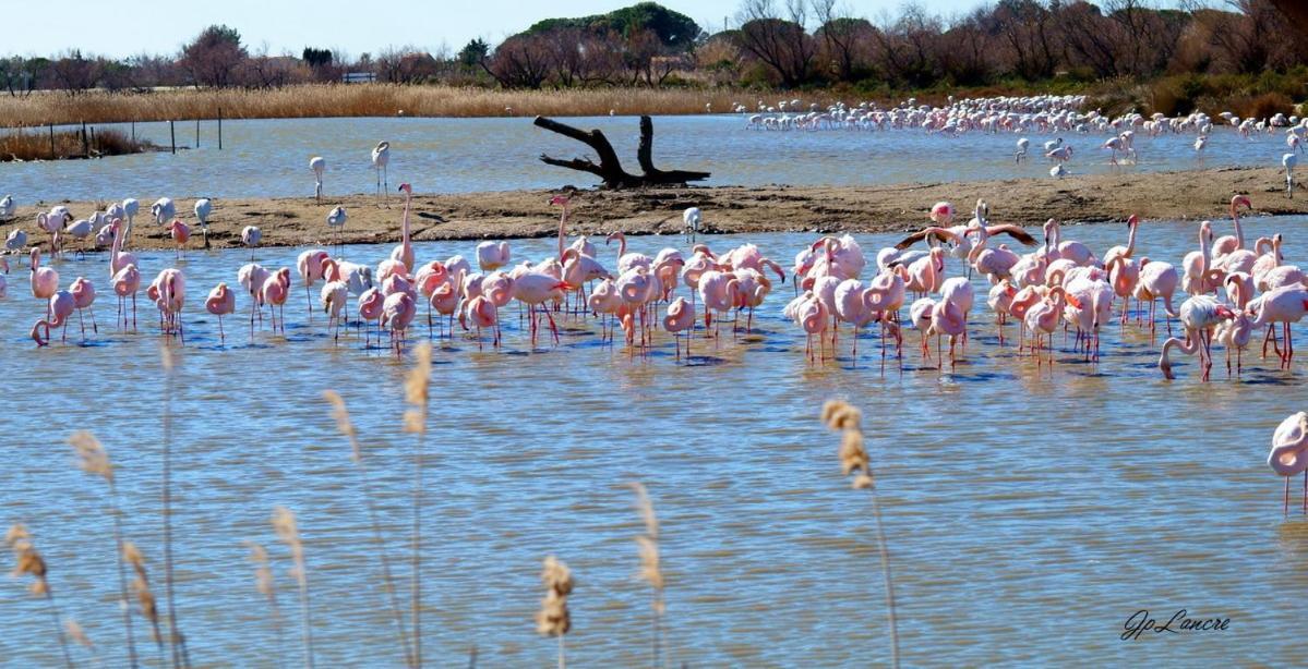 La Palmeraie Istres Buitenkant foto